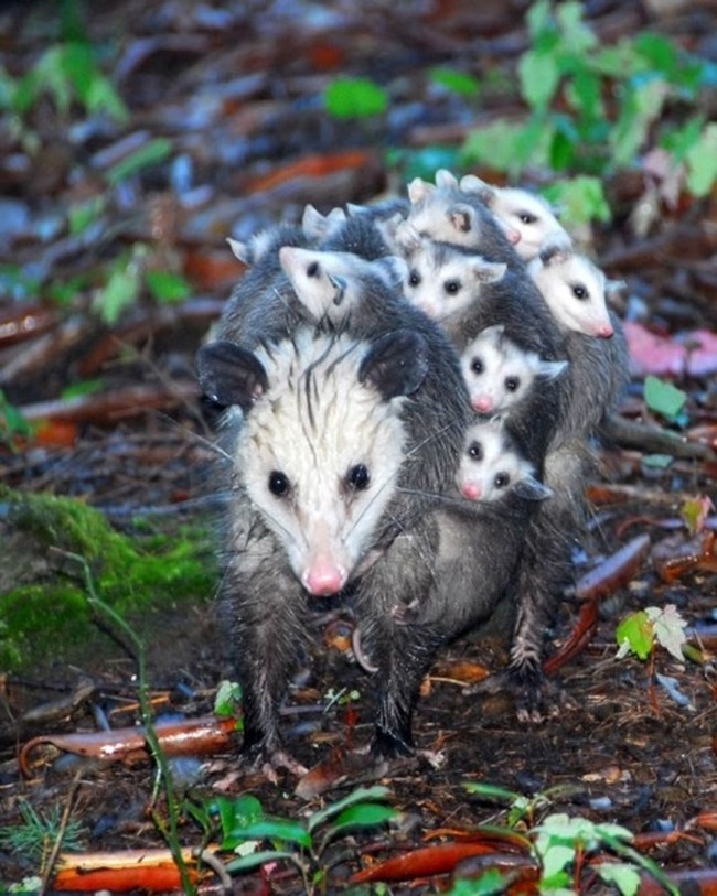 a-los-animales-tambi-n-les-gusta-tener-fotos-familiares-mira-estos-17