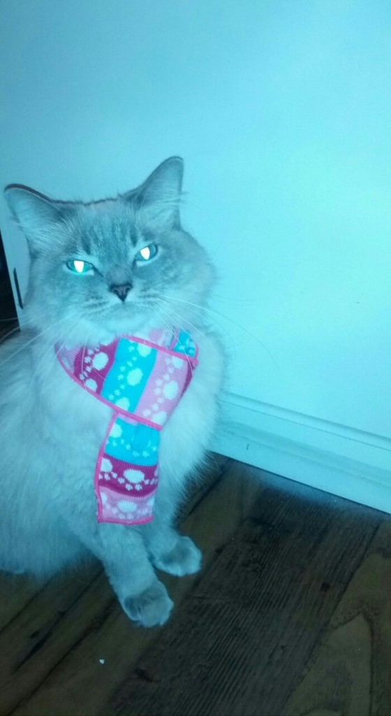 Gata Malvada Gata Malvada