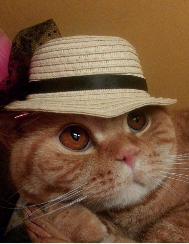 Gata Malvada Gata Malvada