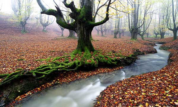 Bosques Mágicos Que Te Dejarán Con La Boca Abierta | notagram