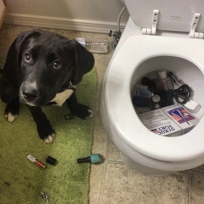 traviesas y traviesos 15 traviesos cachorros en apuros notagram traviesas y traviesos 15 traviesos cachorros en apuros notagram