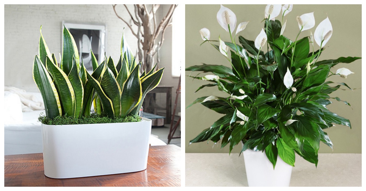 11 Plantas Que Ayudan A Purificar El Aire En Tu Casa notagram