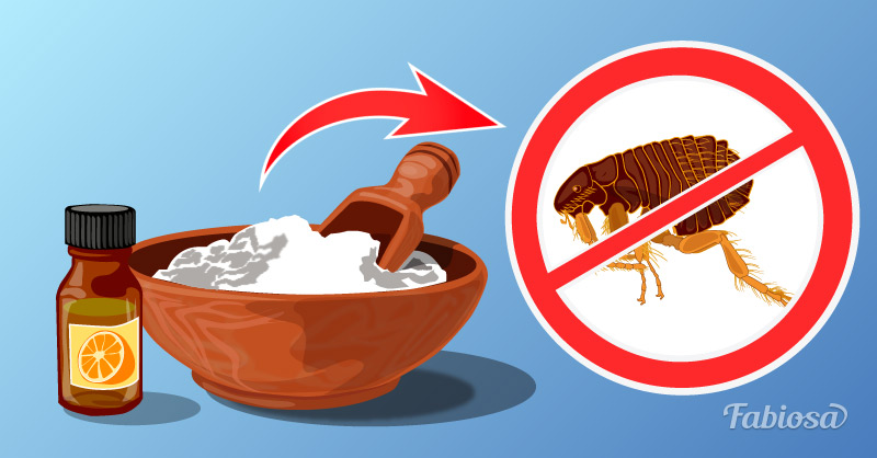 4 Maneras Para Eliminar Las Pulgas De Tu Mascota Naturalmente | notagram